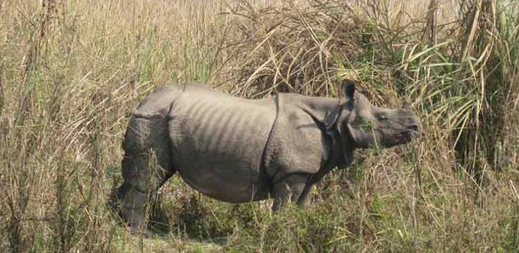 One-horned Rhino at Chitwan National Park