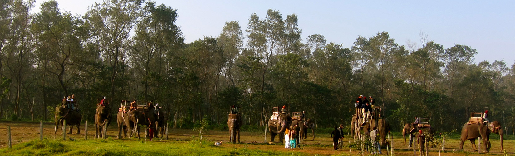 Jungle Safari at Sauraha in Chitwan