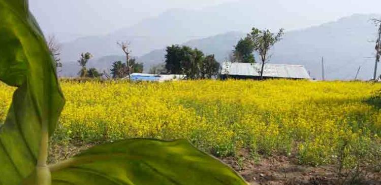 Mustard Farming