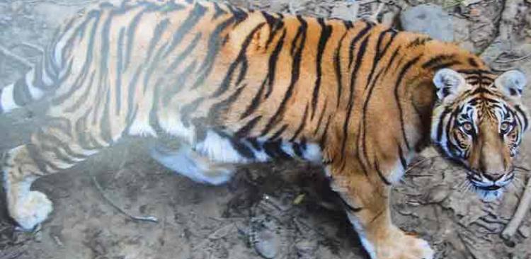 Royal Bengal Tiger 