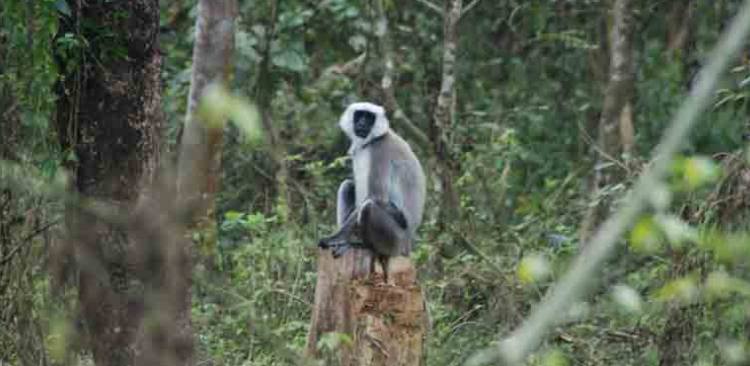 Common Langur At Chitwan National Park