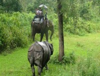 Elephant Safari at Chitwan National Park