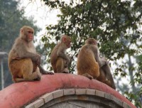 Rhesus Macaque at Pashupatinath Temple