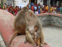 Rhesus Macaque