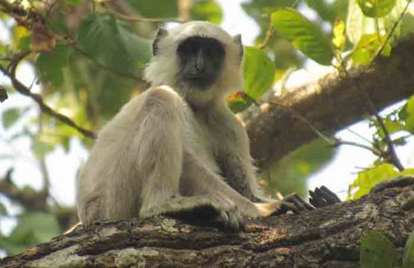 Common Langur