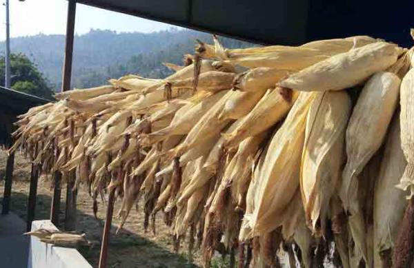 Dry Corn