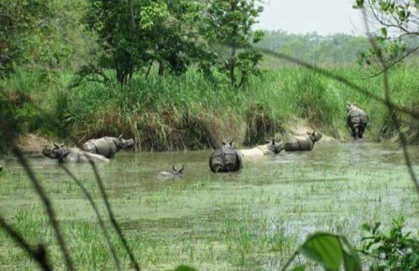 Rhinoceros at Chitwan