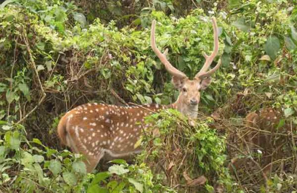 Spotted Deer 